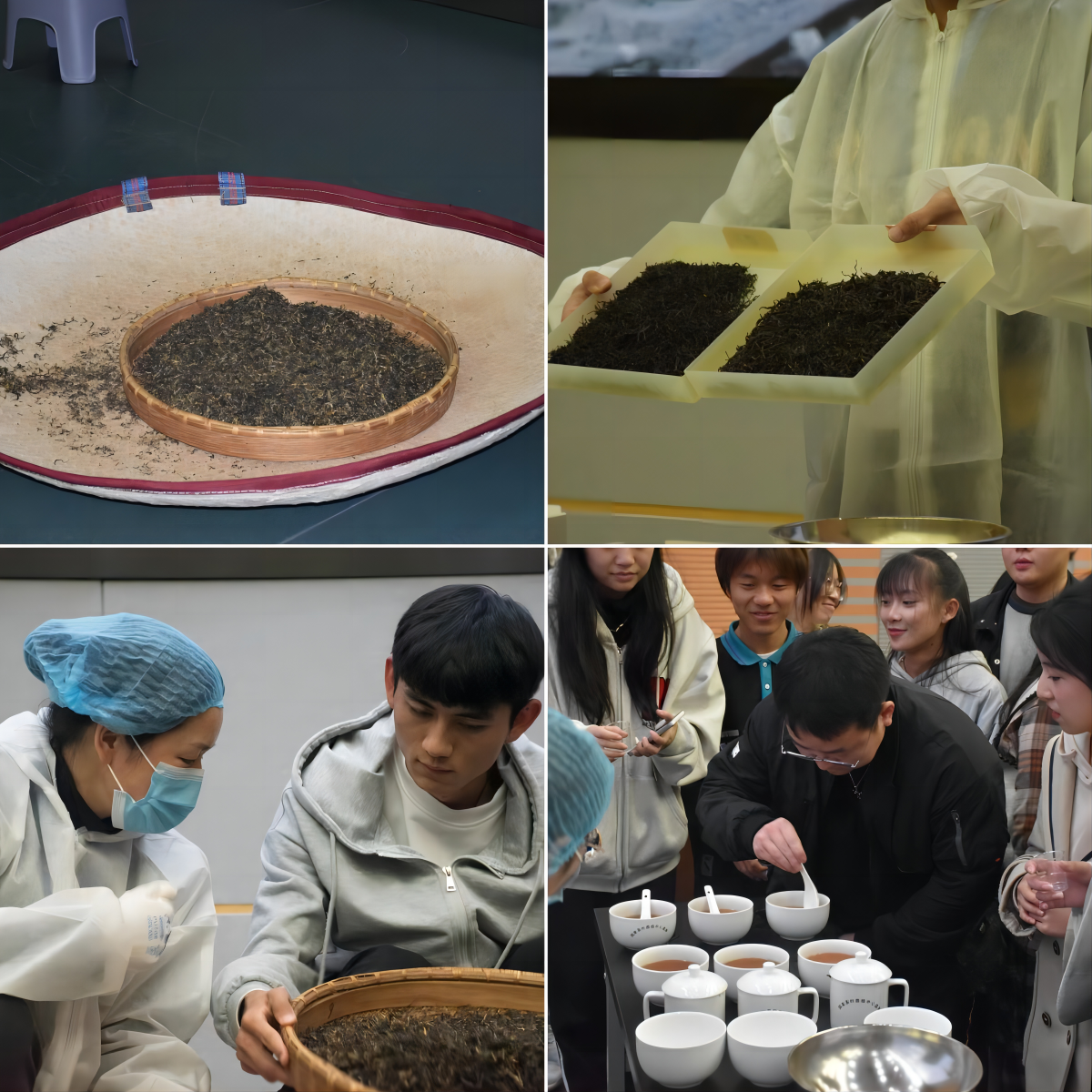 茶和天下,共享非遗:滇红茶制作技艺进校园活动顺利进行-历史与行政学院